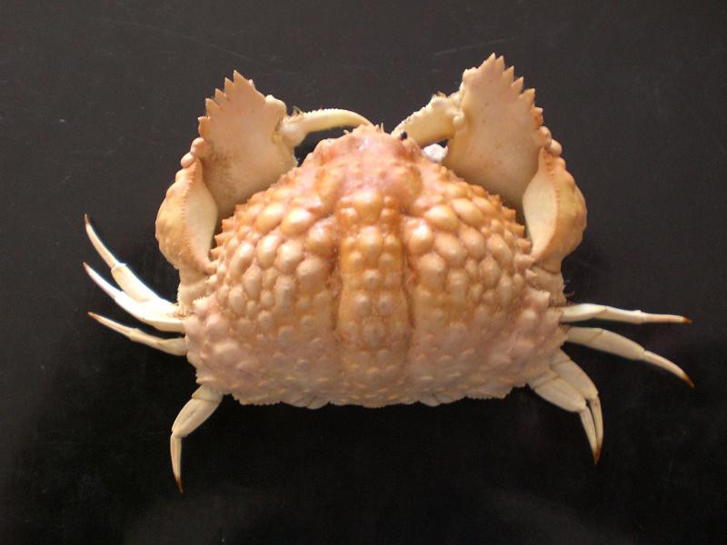 Calappa aff. tuberculata T.F.C. dorsal view.JPG